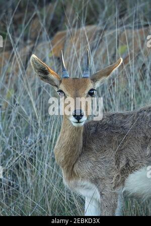 Southern Mountain Reedbuck (Redunca fulvorufula) close-up of adult Wakkerstroom, South Africa          November Stock Photo