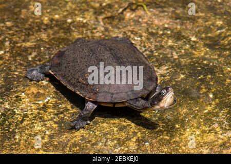 Australian Eastern Long-necked Turtle with head raised Stock Photo