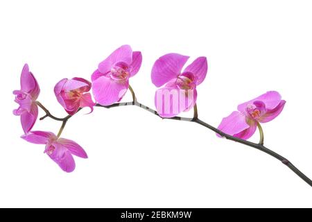 Beautiful purple orchid flower isolated on white. Stock Photo