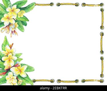 Square frame with tropical flowers frangipani (plumeria, Plumeria rubra).Watercolor hand drawn painting illustration isolated on white background. Stock Photo