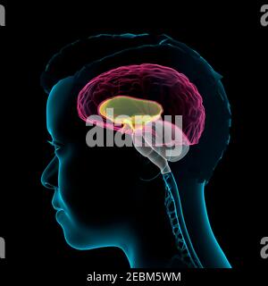 Human brain anatomy, 3D illustration Stock Photo