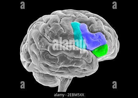 Brain highlighting inferior frontal gyrus, illustration Stock Photo