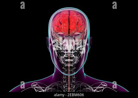 Human brain with highlighted frontal lobes, illustration Stock Photo