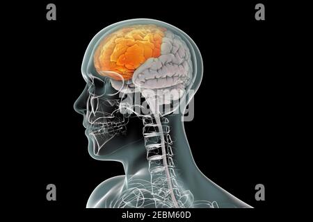 Human brain with highlighted frontal lobe, illustration Stock Photo