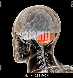 Human brain with highlighted cerebellum, illustration Stock Photo