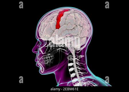 Human brain with highlighted precentral gyrus, illustration Stock Photo