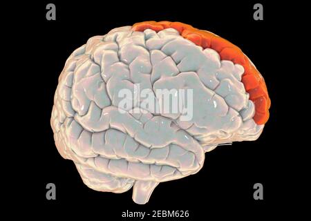 Brain with highlighted superior frontal gyrus, illustration Stock Photo