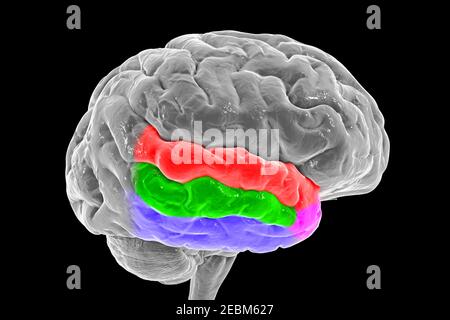 Human brain with highlighted temporal gyri, illustration Stock Photo