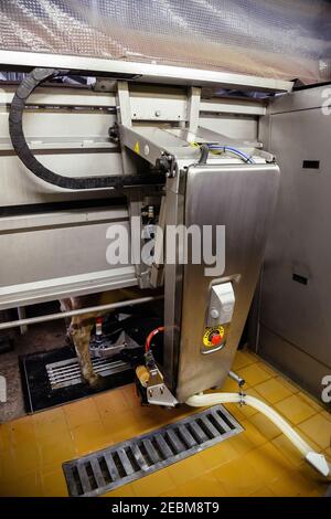 Milking the cows with a fully automated milking robot. Stock Photo