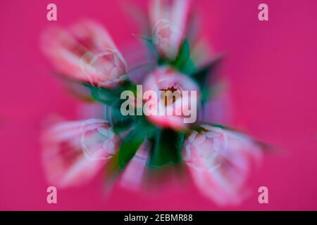 Five pink and white tulips on vivid pink background appear to radiate out from centre due to zoom blur technique.  Delicate petals captured in centre. Stock Photo