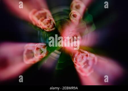 Abstract zoom blur on five red and white tulips produces dramatic image with tulip imprints radiating from centre.  Dark background adds impact Stock Photo