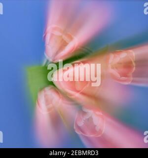 Off-centre zoom burst creates abstract of tulips radating to one side.  Dominant red, green and blue create harmonious colour triad. Stock Photo