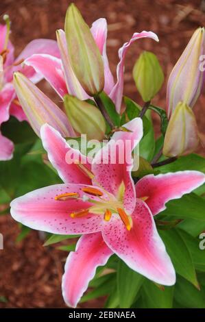 Close up of pink Starlight express lilies blooming in spring with blurred reddish-brown background.