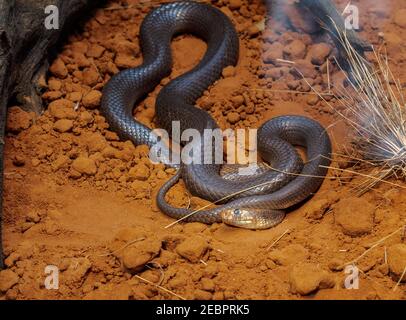 Western brown snake. Pseudonaja nuchalis, commonly known as the northern brown snake or gwardar, is a species of very fast, highly venomous elapid sna Stock Photo