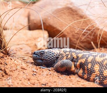 The Gila monster (Heloderma suspectum, is a species of venomous lizard native to the southwestern United States and the northwestern Mexican state of Stock Photo