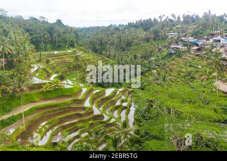 Aerial view of terraced rice fields near village in rainforest in Bali, Indonesia Lush green paddy field plantations with water on hill in the jungle Stock Photo