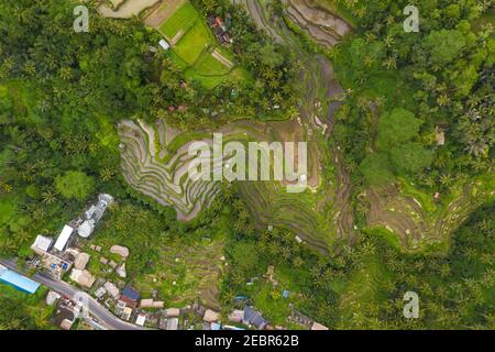 Top down aerial view of farm paddy rice plantations near small rural village in Bali, Indonesia Lush green irrigated fields surrounded by rainforest
