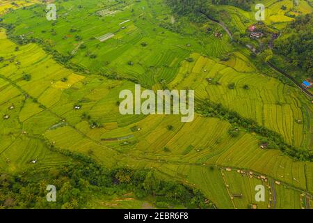 Terraced rice fields with small rural farms in Bali, Indonesia Top down overhead aerial birds eye view of lush green paddy field plantations on hill