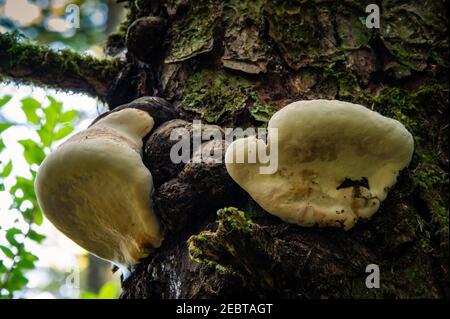 White mushrooms growing on tree  Stock Photo