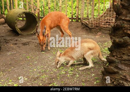 Indian Muntjac. The Indian Muntjac Muntiacus muntjak is also commonly called the barking deer due to the bark-like sound that it makes as an alarm Stock Photo