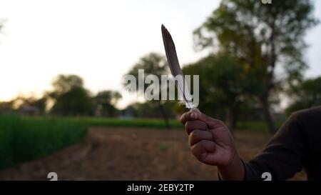 Selective focus on White Collard Dove wing isolated in hand. Isolated feather closeup with blurred background. Stock Photo