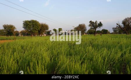 Growing plants of Mustard or Brassica in a field. Yellow illuminating plants or crop closeup. Stock Photo