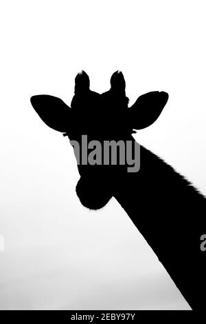 Southern giraffe head and neck in silhouette