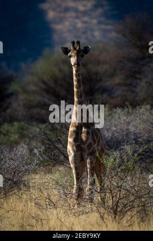 Southern giraffe stands in bushes facing camera Stock Photo