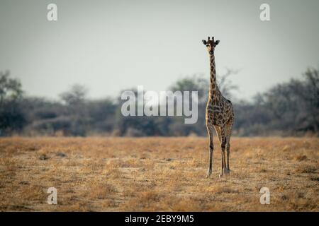 Southern giraffe stands on savannah facing camera Stock Photo