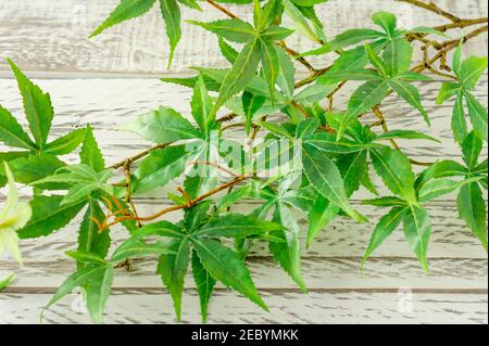 Close-up of many green leaves of a artificial marijuana, a medicinal plant with a white brick wall in the background Stock Photo