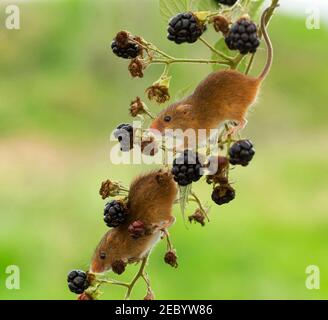 Harvest mice, Micromys minutus on a blackberry stem Stock Photo