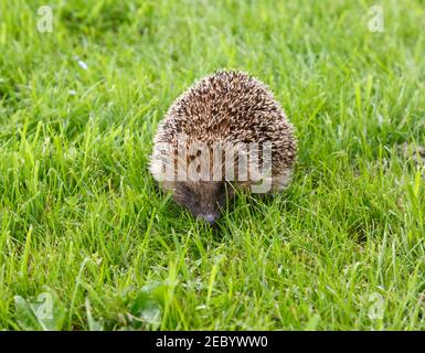 European Hedgehog, Erinaceus europaeus foraging in grass in County Durham, England Stock Photo