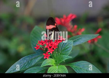 Postman butterfly, Heliconius melpomene rosina Stock Photo