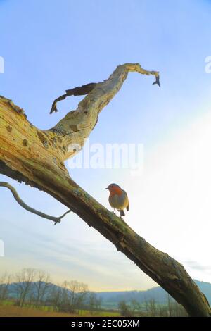 Robin perching on the branch of dead tree Stock Photo