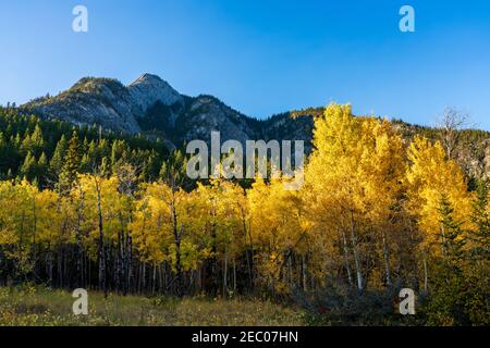 Birch trees forest turning yellow in autumn foliage season sunny day. Stock Photo