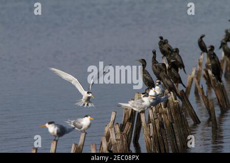 Crested Tern coming into land on old wooden jetty pylons. Belvidere Bunbury Western Australia Stock Photo