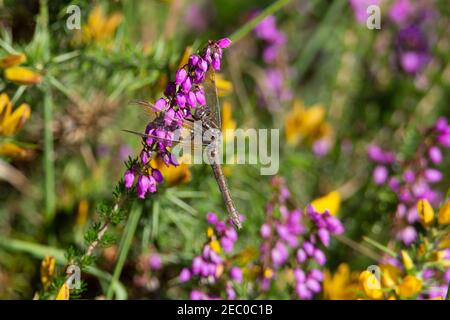 dragonfly resting on flowering heather (Calluna vulgaris) Stock Photo