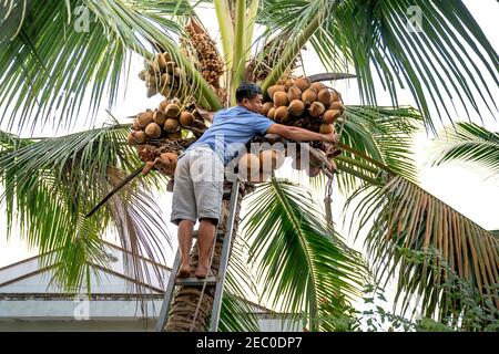 Ninh Kieu District, Can Tho City, Viet Nam - February 7, 2021: Photo of a man picking coconuts in Can Tho City, Vietnam Stock Photo