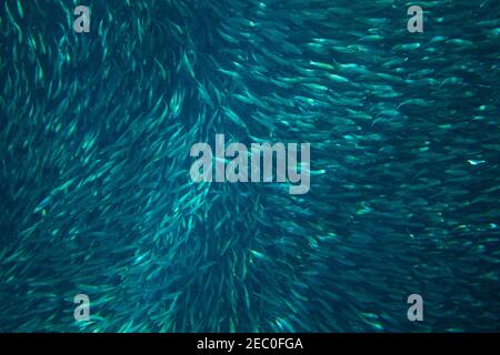 Sardine fish colony in ocean water. Massive fish school undersea photo. Silver fish swims in seawater. Mackerel shoal for commercial fishing. Oceanic Stock Photo