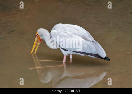 Milky Stork, Mycteria cinerea. Milky storks fish for food by stirring the mud under water and holding their beak open to catch fish as they swim past. Stock Photo