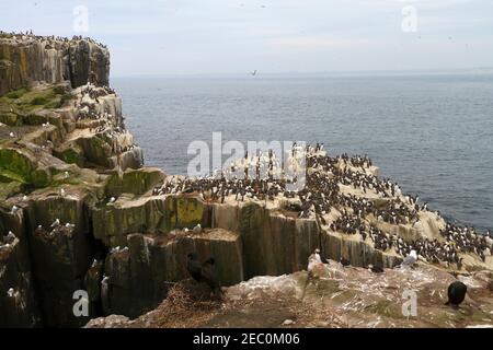 Seabirds nesting in the Farne Islands, Northumberland. Shag, Kittiwakes, Guillemots, and Puffins Stock Photo