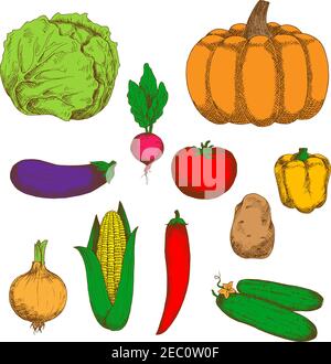Farm onion and potato, cucumbers and pumpkin, tomato, chilli and bell peppers, eggplant and sweet corn, cabbage and radish vegetables. Retro sketches Stock Vector