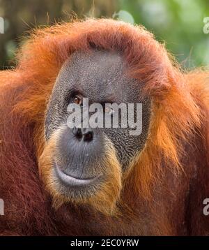 Orangutan male Stock Photo