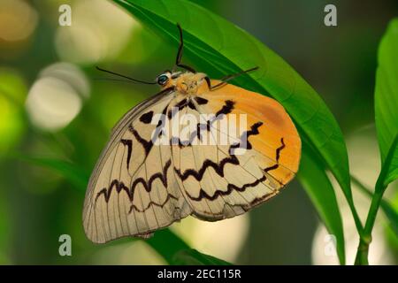 Pallid Faun butterfly, Melanocyma faunula faunula Stock Photo - Alamy