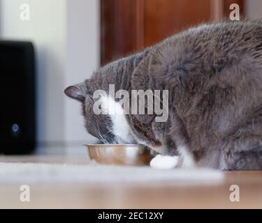 Gray tuxedo shorthair domestic cat eating from a metallic bowl indoors Stock Photo