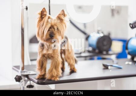 little cute york terrier on the first grooming Stock Photo