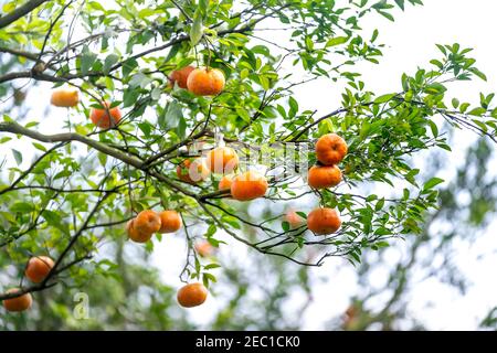 Ripe tangerines on trees, Lai Vung pink mandarin in Dong Thap province, Vietnam country, Mekong Delta, farm Stock Photo