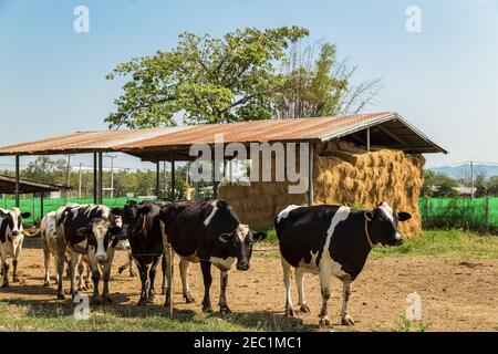 Cows stand in front of straw bale house against blue sky in the background. Stock Photo