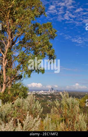 hilltop bear bolsa