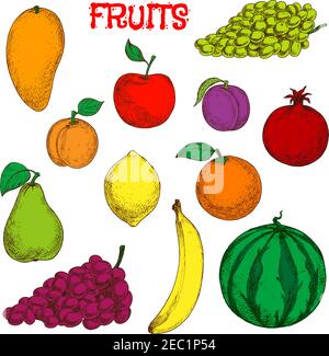 Colored sketches of fruits for agriculture design with flavorful tropical mango, juicy lemon, sweet orange and banana, bunches of violet and green gra Stock Vector